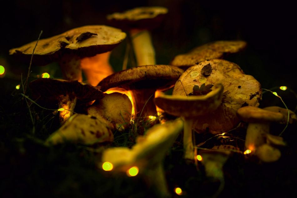 Funghi bioluminoscenti: il magico mondo dei funghi luminosi